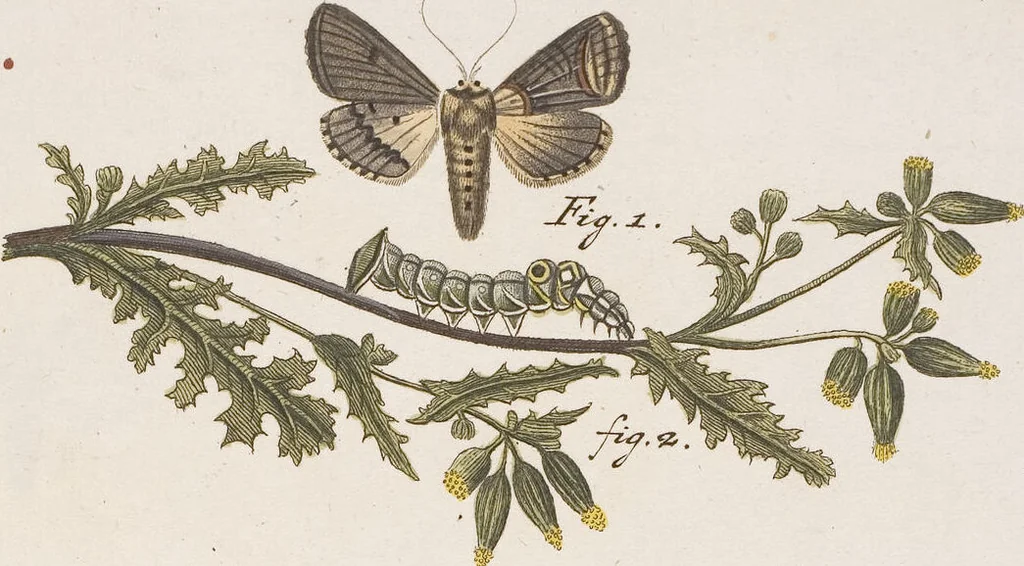 An illustration from (Band 4,2,1): Der europäischen Schmetterlinge Vierten Theils zweiter Band erster Abschnitt welcher die Eulenphalenen von Tom. IV. Tab. CXXVI. Noct. 47. - Tom. IV. Tab. CLXXVIII. Noct. 99. und Die Bogen Bbb bis Uuuu enthält, 1786, leaf 371