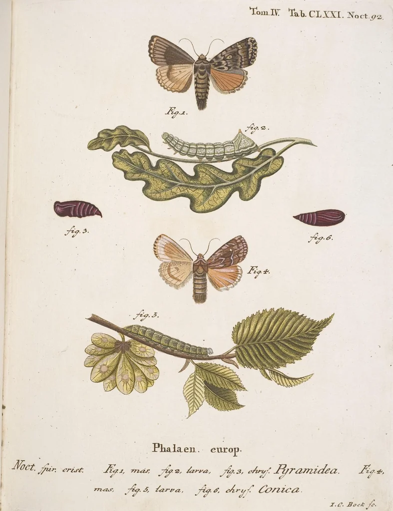 An illustration from (Band 4,2,1): Der europäischen Schmetterlinge Vierten Theils zweiter Band erster Abschnitt welcher die Eulenphalenen von Tom. IV. Tab. CXXVI. Noct. 47. - Tom. IV. Tab. CLXXVIII. Noct. 99. und Die Bogen Bbb bis Uuuu enthält, 1786, leaf 373