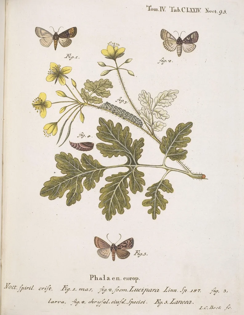 An illustration from (Band 4,2,1): Der europäischen Schmetterlinge Vierten Theils zweiter Band erster Abschnitt welcher die Eulenphalenen von Tom. IV. Tab. CXXVI. Noct. 47. - Tom. IV. Tab. CLXXVIII. Noct. 99. und Die Bogen Bbb bis Uuuu enthält, 1786, leaf 376