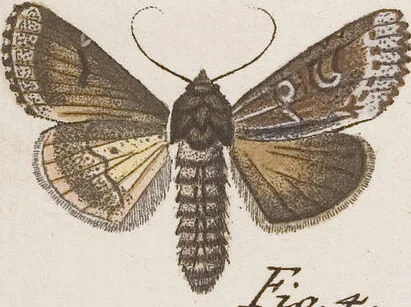 An illustration from (Band 4,2,1): Der europäischen Schmetterlinge Vierten Theils zweiter Band erster Abschnitt welcher die Eulenphalenen von Tom. IV. Tab. CXXVI. Noct. 47. - Tom. IV. Tab. CLXXVIII. Noct. 99. und Die Bogen Bbb bis Uuuu enthält, 1786, leaf 380