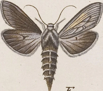 An illustration from (Band 4,2,1): Der europäischen Schmetterlinge Vierten Theils zweiter Band erster Abschnitt welcher die Eulenphalenen von Tom. IV. Tab. CXXVI. Noct. 47. - Tom. IV. Tab. CLXXVIII. Noct. 99. und Die Bogen Bbb bis Uuuu enthält, 1786, leaf 380