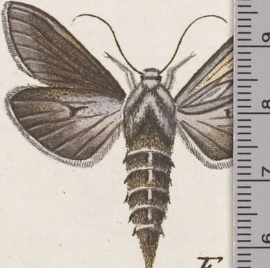 An illustration from (Band 4,2,1): Der europäischen Schmetterlinge Vierten Theils zweiter Band erster Abschnitt welcher die Eulenphalenen von Tom. IV. Tab. CXXVI. Noct. 47. - Tom. IV. Tab. CLXXVIII. Noct. 99. und Die Bogen Bbb bis Uuuu enthält, 1786, leaf 381