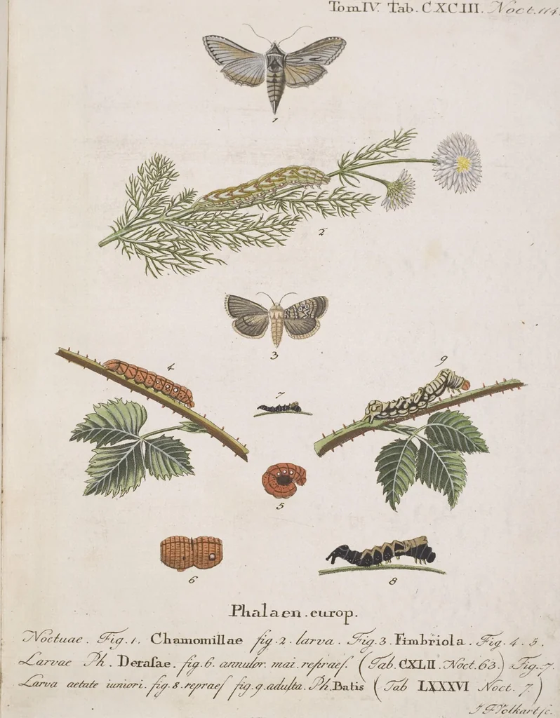 An illustration from (Band 4,2,2): Der europäischen Schmetterlinge Vierten Theils zweiter Band zweiter Abschnitt welcher die Eulenphalenen von Tom. IV. Tab. CLXXIX. Noct. 100. - Tom. IV. Tab. CXCVIII. Noct. 119. und Die Bogen A bis M enthält, 1786, leaf 101