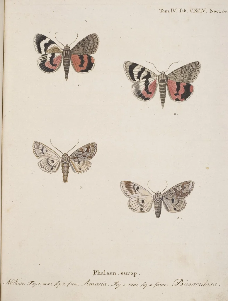 An illustration from (Band 4,2,2): Der europäischen Schmetterlinge Vierten Theils zweiter Band zweiter Abschnitt welcher die Eulenphalenen von Tom. IV. Tab. CLXXIX. Noct. 100. - Tom. IV. Tab. CXCVIII. Noct. 119. und Die Bogen A bis M enthält, 1786, leaf 102