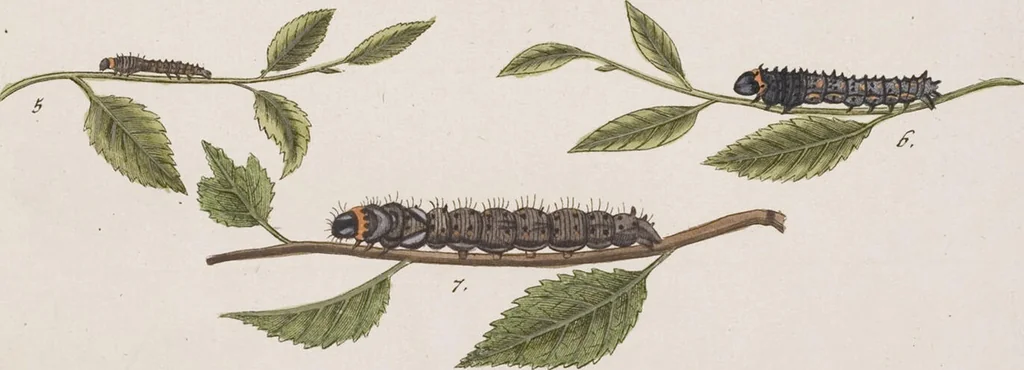 An illustration from (Band 4,2,2): Der europäischen Schmetterlinge Vierten Theils zweiter Band zweiter Abschnitt welcher die Eulenphalenen von Tom. IV. Tab. CLXXIX. Noct. 100. - Tom. IV. Tab. CXCVIII. Noct. 119. und Die Bogen A bis M enthält, 1786, leaf 92