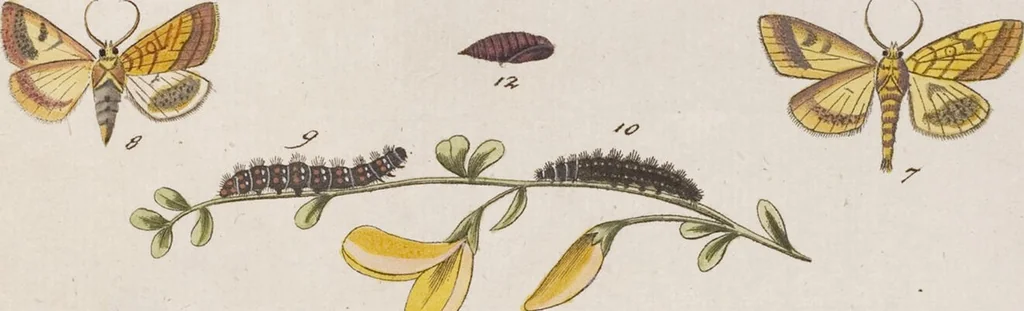 An illustration from (Band 4,2,2): Der europäischen Schmetterlinge Vierten Theils zweiter Band zweiter Abschnitt welcher die Eulenphalenen von Tom. IV. Tab. CLXXIX. Noct. 100. - Tom. IV. Tab. CXCVIII. Noct. 119. und Die Bogen A bis M enthält, 1786, leaf 93