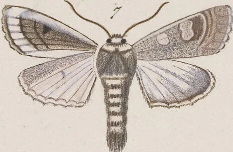An illustration from (Band 4,2,2): Der europäischen Schmetterlinge Vierten Theils zweiter Band zweiter Abschnitt welcher die Eulenphalenen von Tom. IV. Tab. CLXXIX. Noct. 100. - Tom. IV. Tab. CXCVIII. Noct. 119. und Die Bogen A bis M enthält, 1786, leaf 95