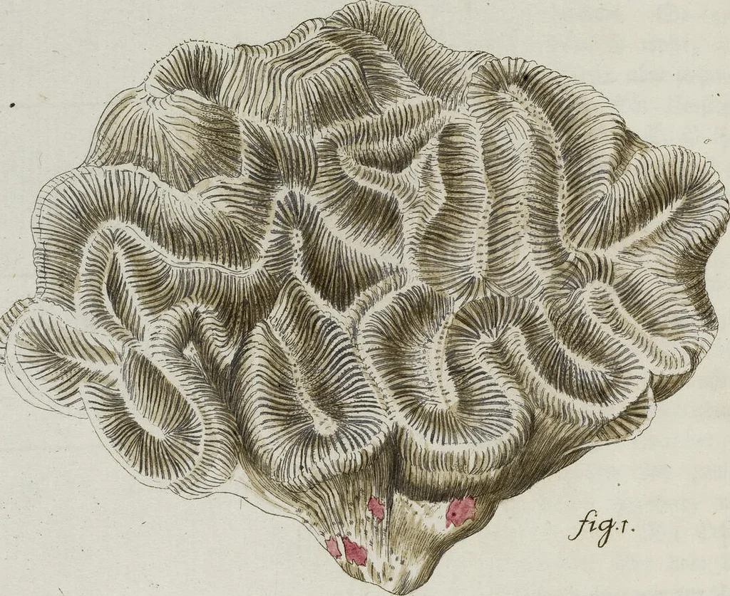 An illustration from (Band 1): mit acht und sechzig Kupfertafeln, 1791, leaf 104