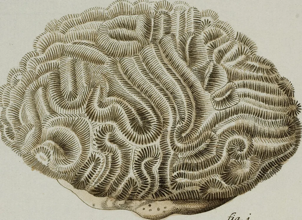 An illustration from (Band 1): mit acht und sechzig Kupfertafeln, 1791, leaf 105