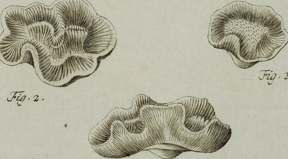 An illustration from (Band 1): mit acht und sechzig Kupfertafeln, 1791, leaf 112