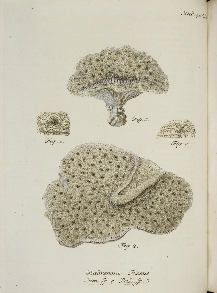 An illustration from (Band 1): mit acht und sechzig Kupfertafeln, 1791, leaf 115