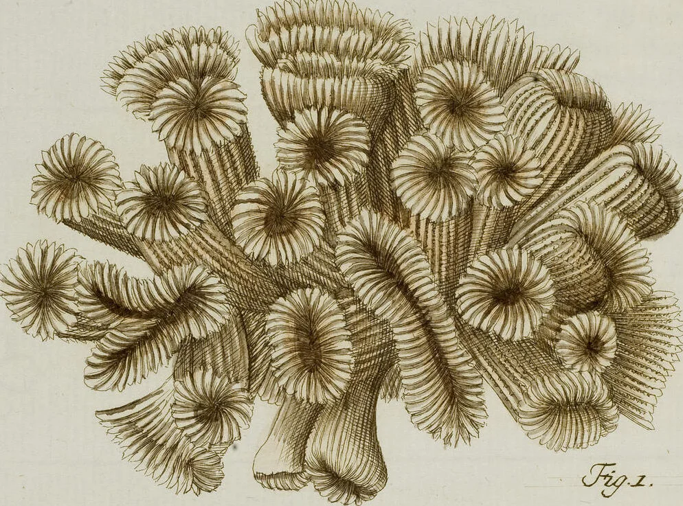 An illustration from (Band 1): mit acht und sechzig Kupfertafeln, 1791, leaf 125