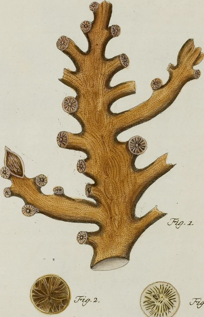 An illustration from (Band 1): mit acht und sechzig Kupfertafeln, 1791, leaf 131
