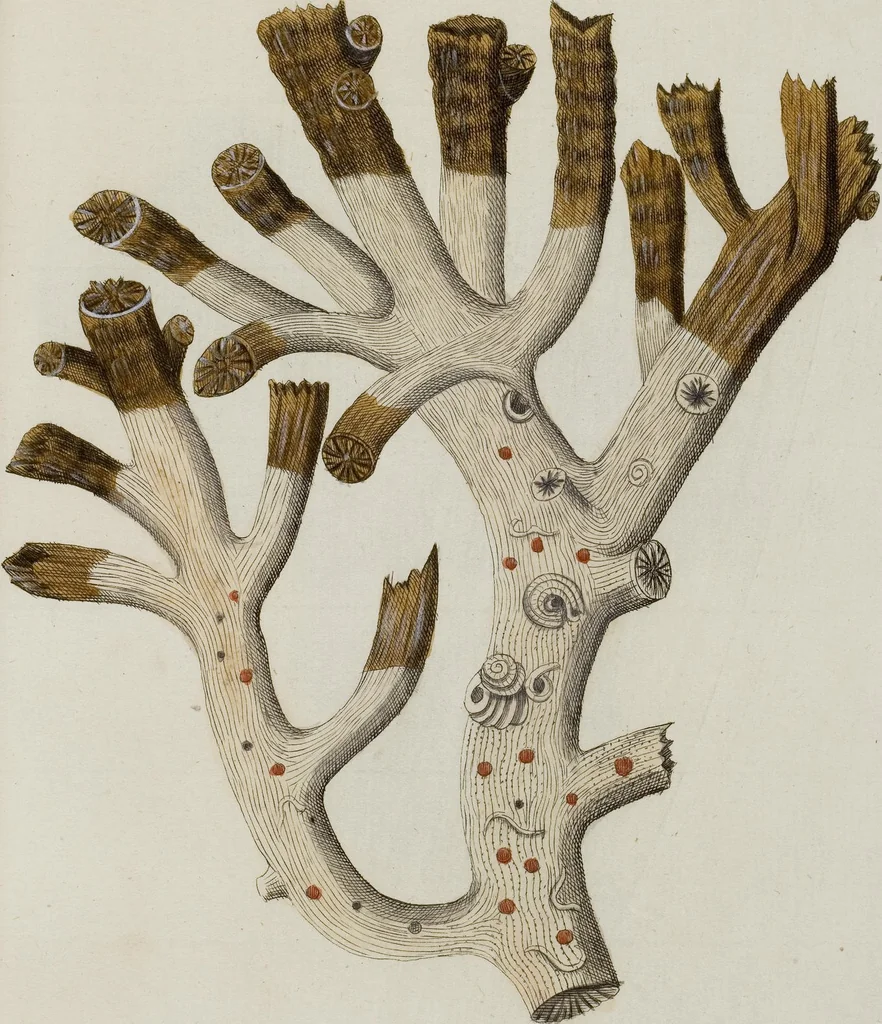 An illustration from (Band 1): mit acht und sechzig Kupfertafeln, 1791, leaf 132