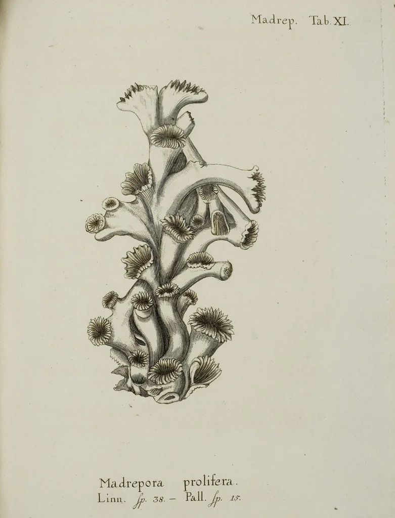 An illustration from (Band 1): mit acht und sechzig Kupfertafeln, 1791, leaf 140