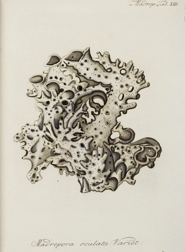 An illustration from (Band 1): mit acht und sechzig Kupfertafeln, 1791, leaf 146