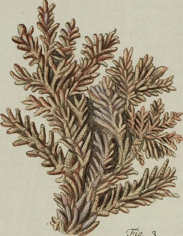 An illustration from (Band 1): mit acht und sechzig Kupfertafeln, 1791, leaf 154