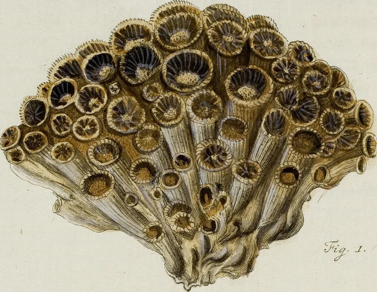 An illustration from (Band 1): mit acht und sechzig Kupfertafeln, 1791, leaf 157