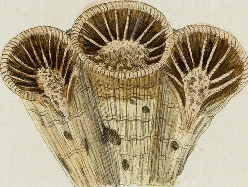 An illustration from (Band 1): mit acht und sechzig Kupfertafeln, 1791, leaf 157