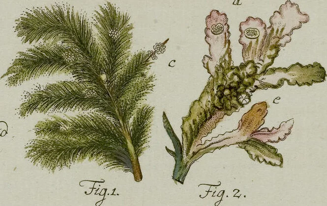 An illustration from (Band 1): mit acht und sechzig Kupfertafeln, 1791, leaf 162