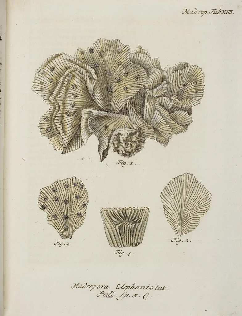 An illustration from (Band 1): mit acht und sechzig Kupfertafeln, 1791, leaf 169