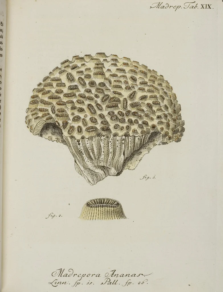 An illustration from (Band 1): mit acht und sechzig Kupfertafeln, 1791, leaf 172