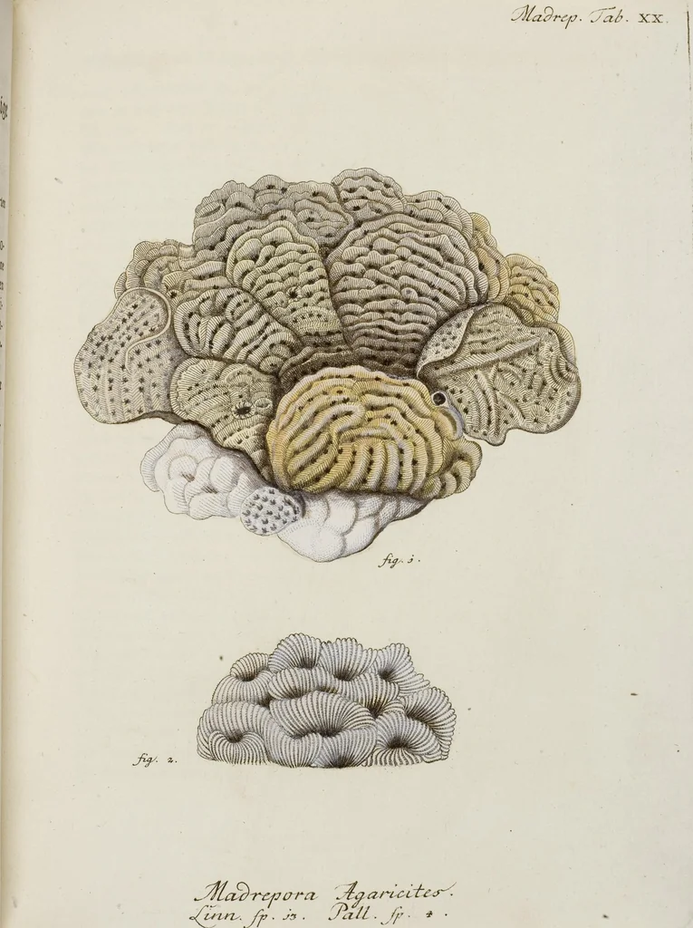An illustration from (Band 1): mit acht und sechzig Kupfertafeln, 1791, leaf 177