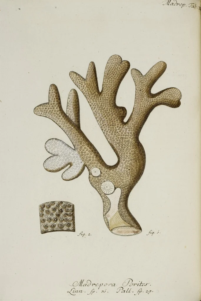 An illustration from (Band 1): mit acht und sechzig Kupfertafeln, 1791, leaf 180