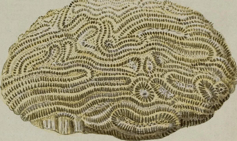 An illustration from (Band 1): mit acht und sechzig Kupfertafeln, 1791, leaf 186