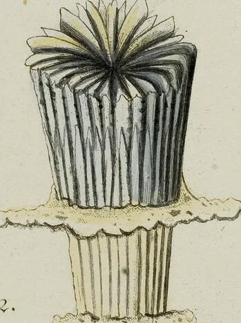 An illustration from (Band 1): mit acht und sechzig Kupfertafeln, 1791, leaf 203