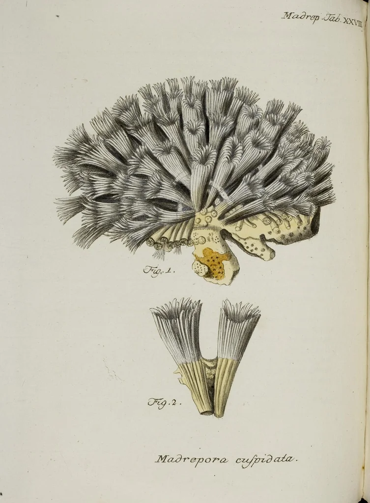 An illustration from (Band 1): mit acht und sechzig Kupfertafeln, 1791, leaf 208