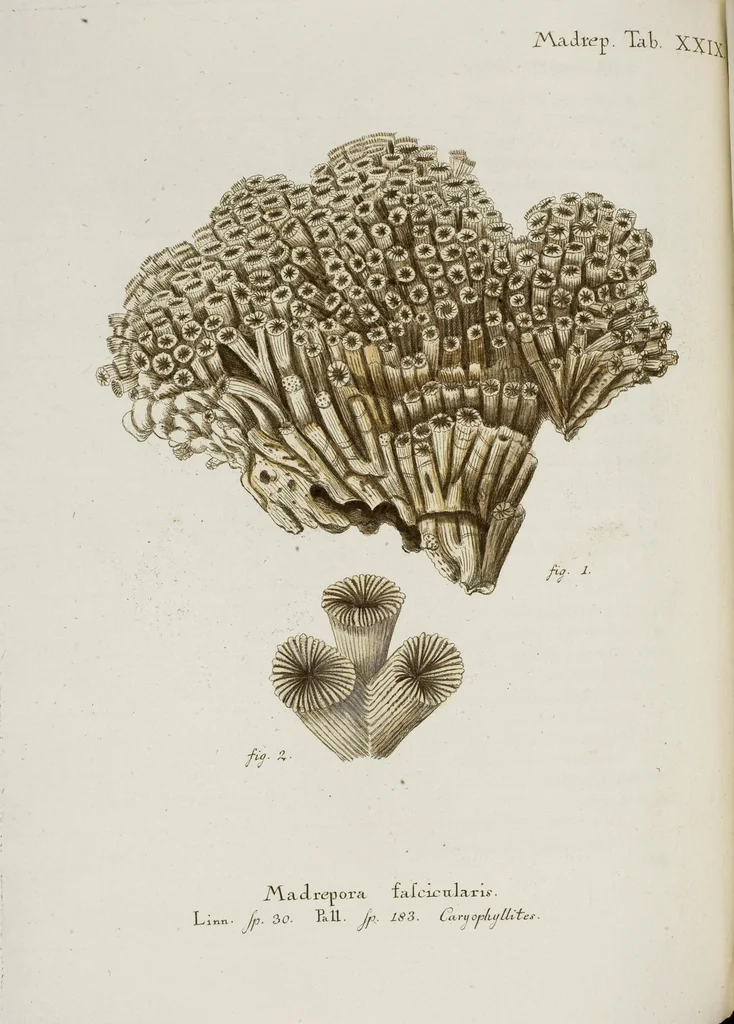 An illustration from (Band 1): mit acht und sechzig Kupfertafeln, 1791, leaf 211
