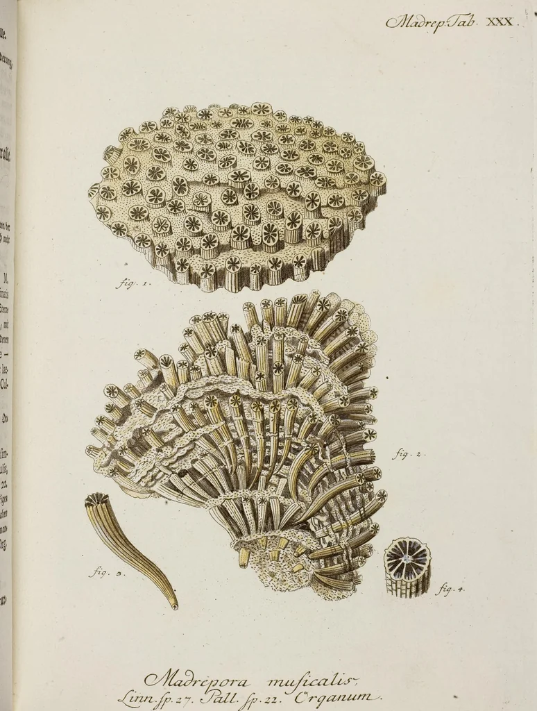 An illustration from (Band 1): mit acht und sechzig Kupfertafeln, 1791, leaf 216