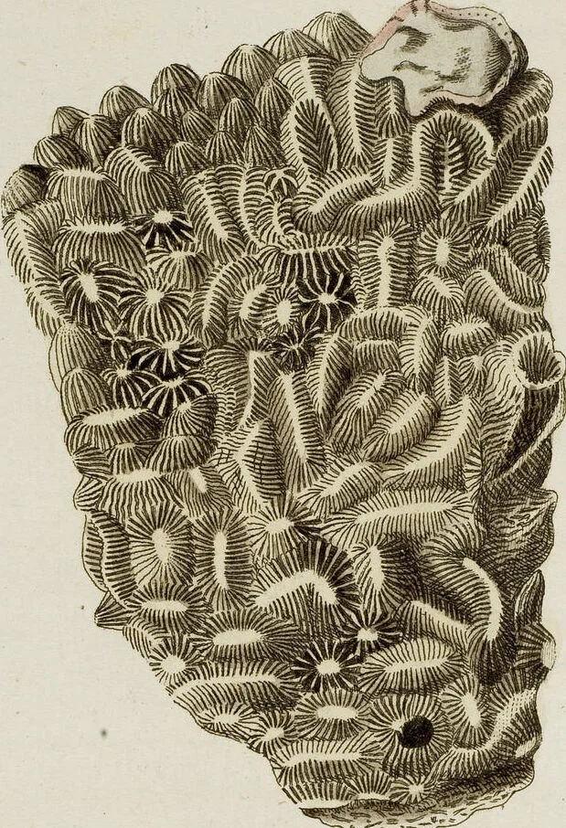 An illustration from (Band 1): mit acht und sechzig Kupfertafeln, 1791, leaf 219