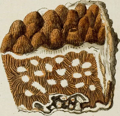 An illustration from (Band 1): mit acht und sechzig Kupfertafeln, 1791, leaf 219
