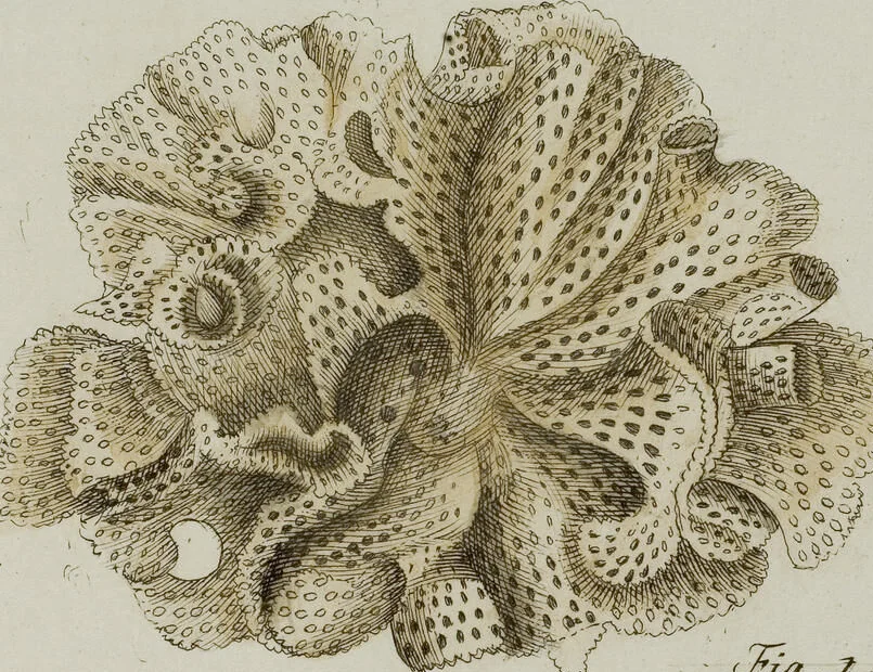 An illustration from (Band 1): mit acht und sechzig Kupfertafeln, 1791, leaf 234