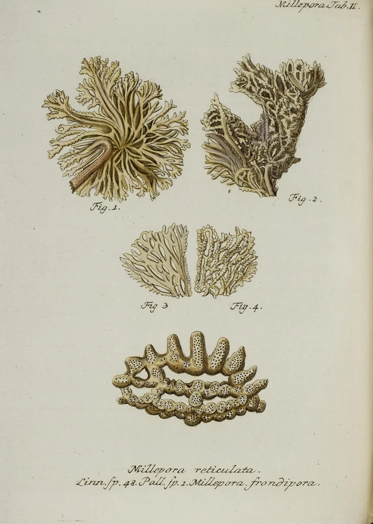 An illustration from (Band 1): mit acht und sechzig Kupfertafeln, 1791, leaf 241