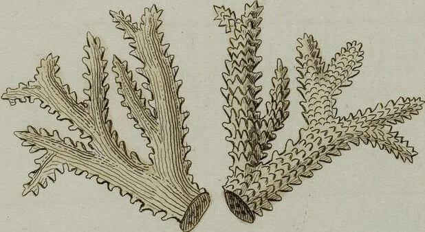 An illustration from (Band 1): mit acht und sechzig Kupfertafeln, 1791, leaf 246