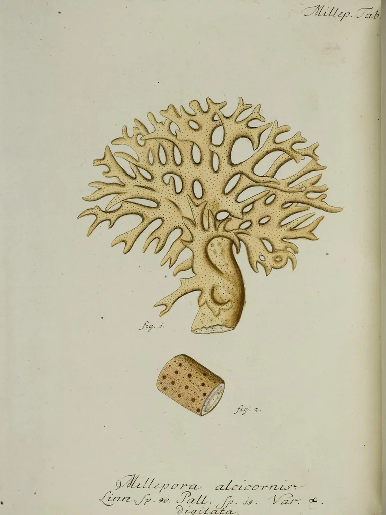 An illustration from (Band 1): mit acht und sechzig Kupfertafeln, 1791, leaf 254