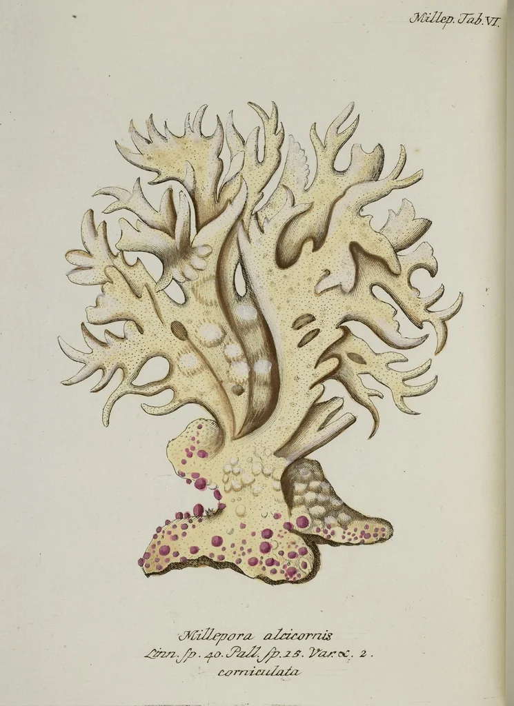 An illustration from (Band 1): mit acht und sechzig Kupfertafeln, 1791, leaf 255