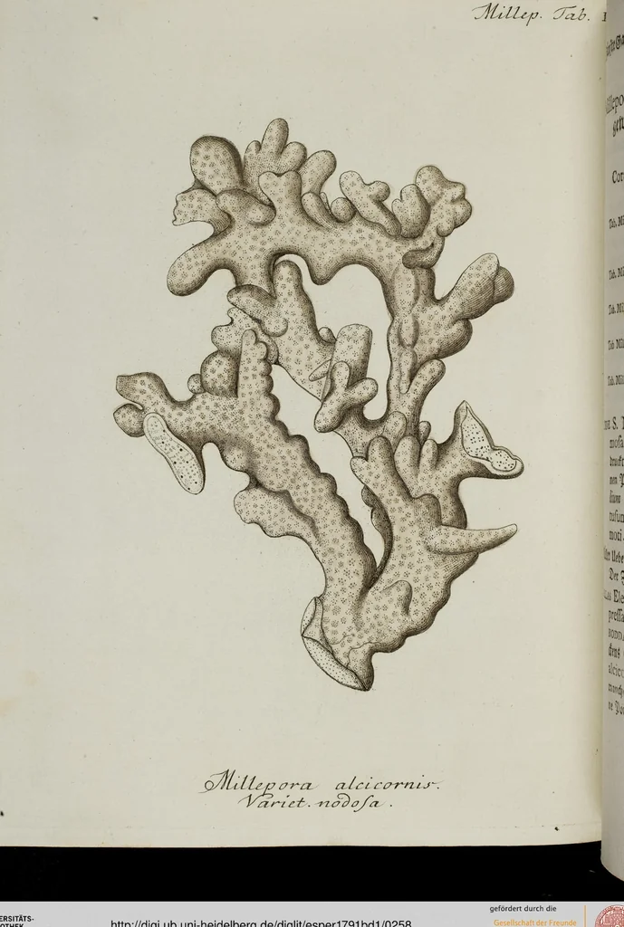 An illustration from (Band 1): mit acht und sechzig Kupfertafeln, 1791, leaf 258