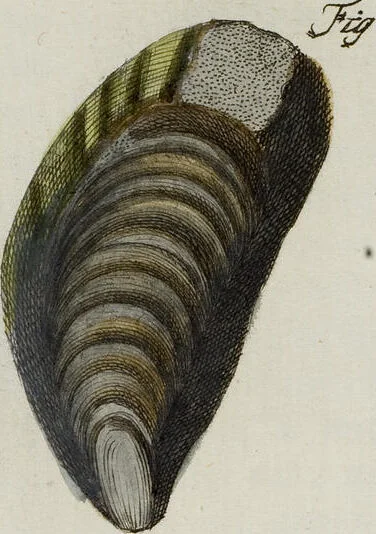 An illustration from (Band 1): mit acht und sechzig Kupfertafeln, 1791, leaf 272