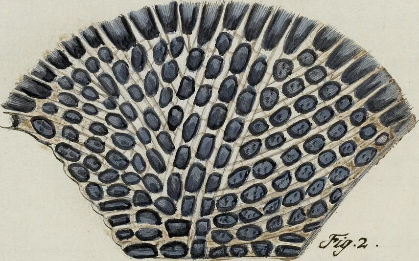 An illustration from (Band 1): mit acht und sechzig Kupfertafeln, 1791, leaf 272