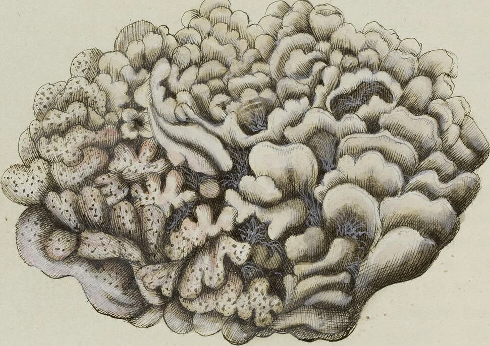 An illustration from (Band 1): mit acht und sechzig Kupfertafeln, 1791, leaf 275