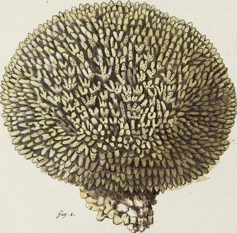 An illustration from (Band 1): mit acht und sechzig Kupfertafeln, 1791, leaf 282