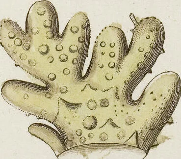An illustration from (Band 1): mit acht und sechzig Kupfertafeln, 1791, leaf 282