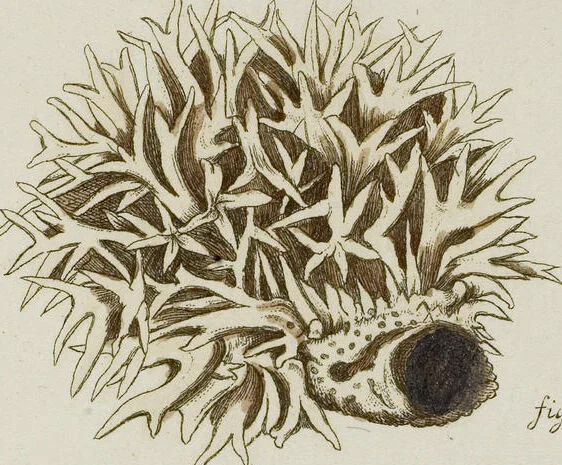 An illustration from (Band 1): mit acht und sechzig Kupfertafeln, 1791, leaf 283
