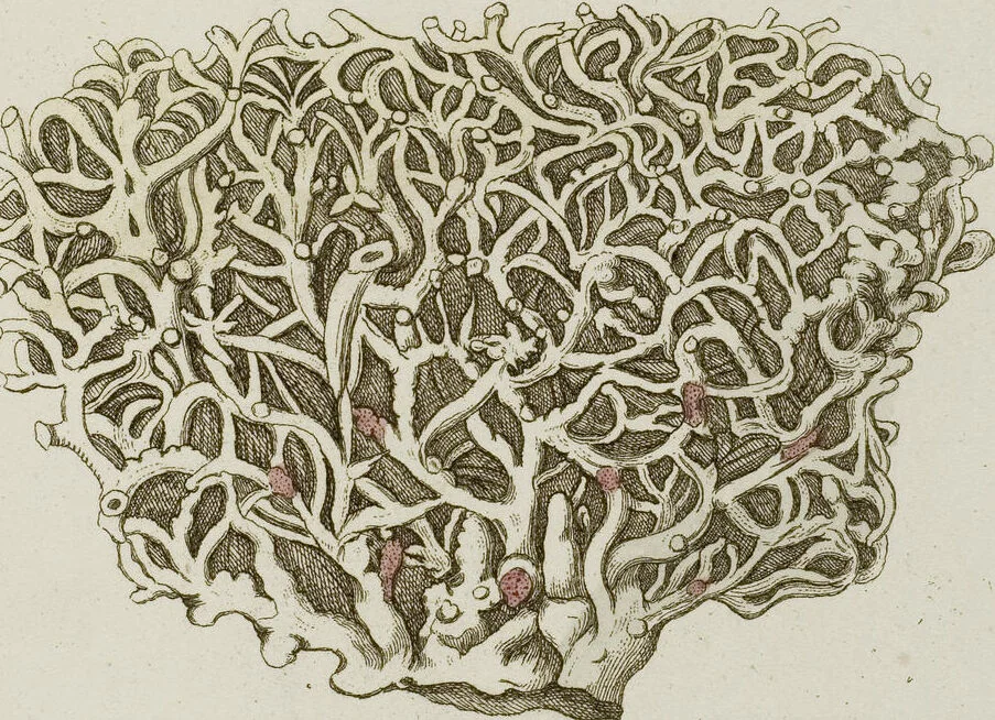 An illustration from (Band 1): mit acht und sechzig Kupfertafeln, 1791, leaf 283