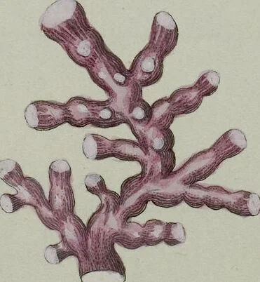 An illustration from (Band 1): mit acht und sechzig Kupfertafeln, 1791, leaf 285