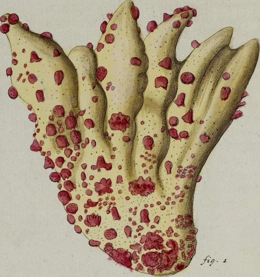 An illustration from (Band 1): mit acht und sechzig Kupfertafeln, 1791, leaf 298